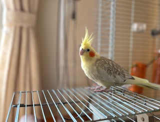 yuki
