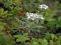 �G�]�E�X���L�\�E